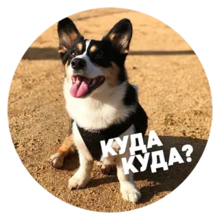 😠 КУДА? КУДА? 犬, コーギー, ロシア, どこ, どこ？, 子犬 telegram sticker