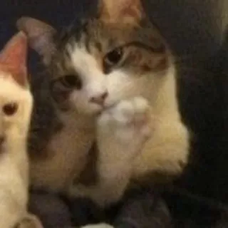 😂 gatto, carino, pensieroso, animale, animale domestico telegram sticker