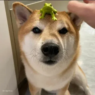 ❤️ dog, Shiba Inu, animal, pet, frog, toy frog, cute telegram sticker