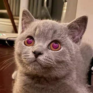 😍 kucing, mata hati, hewan, hewan peliharaan, lucu, anak kucing telegram sticker