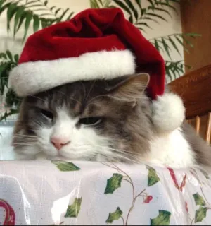 🤩 cat, santa hat, christmas, pet, holiday, animal telegram sticker