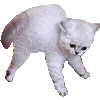 🐱