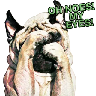 🙈 OH NOES! MY EYES! 개, 눈, 밈, 웃긴, 동물, 귀여운 telegram sticker