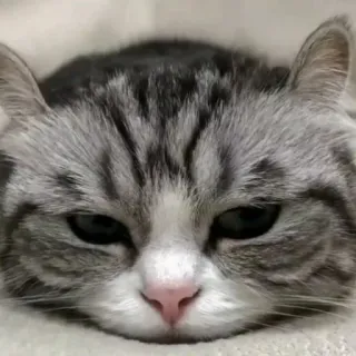 😣 cat, animal, pet, domestic, feline, gray whatsapp sticker
