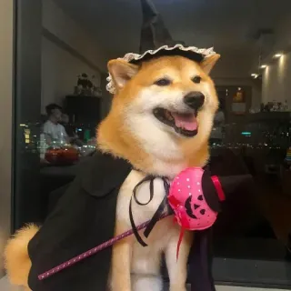 🏷 chó, shiba inu, halloween, phù thủy, trang phục, thú cưng, động vật, cún telegram sticker