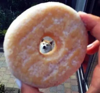🍩 donut, hond, shiba inu, eten, schattig, meme telegram sticker