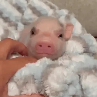 🐽 whatsapp sticker