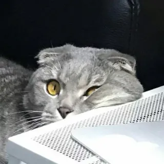 😕 gato, scottish fold, animal, mascota, gato gris, gato doméstico telegram sticker
