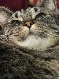 😥 кот, животное, питомец, кошачий, млекопитающее, домашняя кошка, полосатый кот telegram sticker