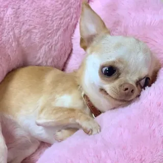 🥹 hond, chihuahua, huisdier, dier, schattig, kleine hond telegram sticker