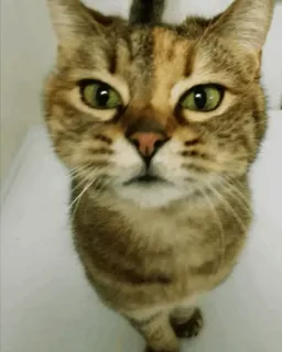 🐱 gato, animal de estimação, animal, felino, gato doméstico, gato malhado telegram sticker