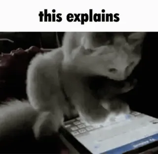 📱 this explains gatto, digitando, animale, internet, meme, divertente telegram sticker