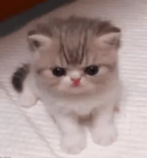 😿 chat, chaton, mignon, animal de compagnie, animal whatsapp sticker
