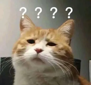 😃 ???? gato, pontos de interrogação, confuso, meme, animal, animal de estimação telegram sticker
