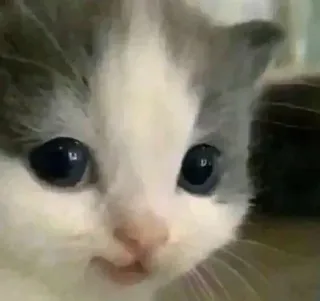 🤔 gatito, gato, lindo, animal, mascota whatsapp sticker