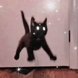 🐱 고양이, 검은 고양이, 동물, 애완동물, 새끼 고양이, 웃긴, 귀여운 telegram sticker