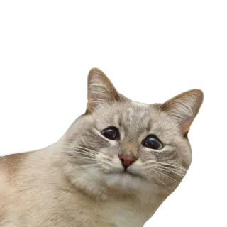 😞 cat, animal, pet, cute, feline telegram sticker