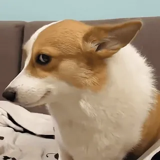 😊 corgi, hund, haustier, tier, süß, lustig, meme, porträt telegram sticker