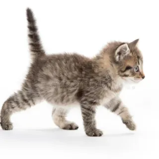 😌 kitten, cat, animal, domestic animal, cute, pet, feline telegram sticker