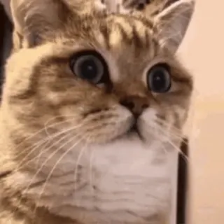 😳 gato, engraçado, fofo, animal, meme, animal de estimação, gato doméstico telegram sticker