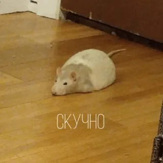 😒 СКУЧНО rat, ennuyé, animal, rongeur, animal de compagnie, ennuyé telegram sticker