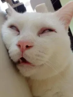 🐈 chat, chat blanc, dormir, animal, animal de compagnie, endormi whatsapp sticker