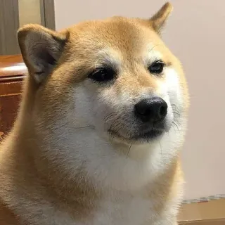 🐗 Doge doge, shiba inu, dog, meme, animal, pet telegram sticker