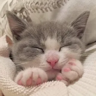 🐾 gatito, gato, lindo, animal, durmiendo, mascota, gris, blanco telegram sticker
