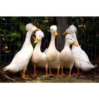Three hundred ducks telegram stickers