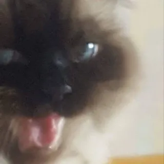😀 chat, animal, animal de compagnie, mignon, domestique, mammifère, félin telegram sticker
