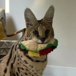 🌮 Serval, Katze, Taco, Haustier, Tier, Spielzeug whatsapp sticker
