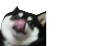 ❤️ dog, pet, husky, licking, cute, animal telegram sticker