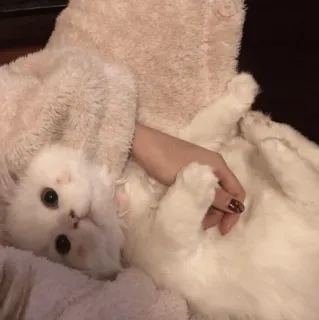 💓 кот, белый кот, домашнее животное, милый, животное whatsapp sticker
