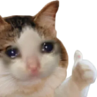 👍 cat, animal, thumb up, gesture, meme, funny telegram sticker