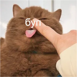 👈 Буп cat, boop, tongue, animal, cute, funny telegram sticker