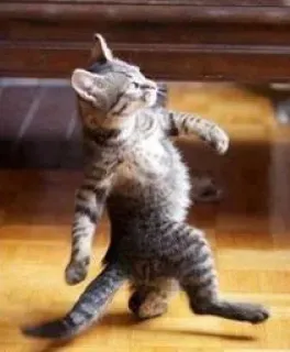 🚶 chat, marche, drôle, animal, animal de compagnie whatsapp sticker