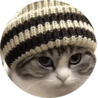 🌟 Katze, Hut, Tier, niedlich, Haustier, gestreifter Hut, Säugetier telegram sticker