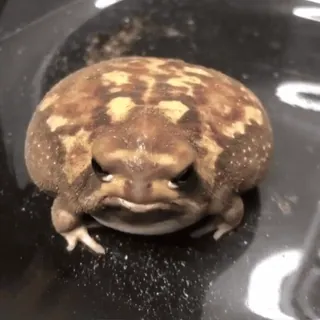 😒 frog, animal, amphibian, desert rain frog, angry telegram sticker