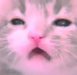 🐾 Katze, Kätzchen, süß, Tier, Meme, lustig, Haustier, rosa whatsapp sticker