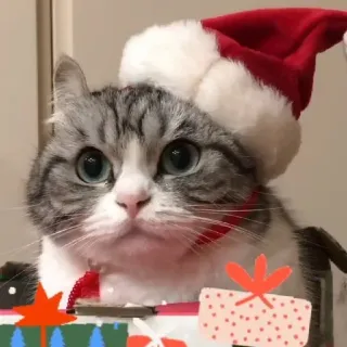 🤶 cat, christmas, santa hat, pet, holiday, cute whatsapp sticker