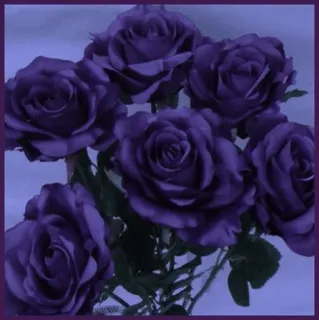 🥀 fleurs, roses, violet, bouquet, nature whatsapp sticker