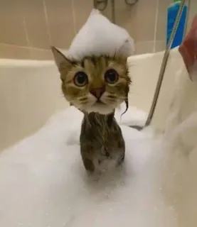 🫶 cat, kitten, bath, bubbles, cute, animal, pet telegram sticker