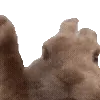🐇