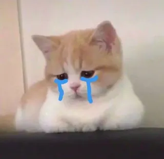 😭 kucing, anak kucing, sedih, menangis, air mata, imut, hewan peliharaan telegram sticker