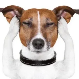🐶 Jack Russell Terrier telegram sticker