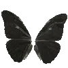 🦋