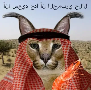 🇦🇪 لالح ي رب مرجل ان ا ادج ديعس ان Katze, arabisch, Meme, lustig, Garnele, Kopftuch, Tracht whatsapp sticker