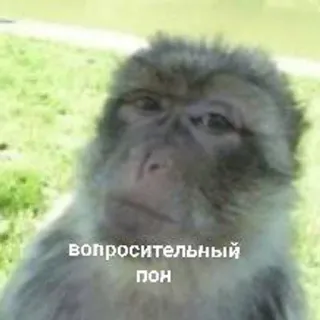🤨 вопросительный тон monkey, animal, meme, question telegram sticker