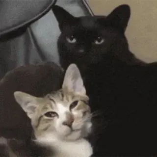 😾 猫, 動物, ペット, 可愛い, ネコ科 telegram sticker