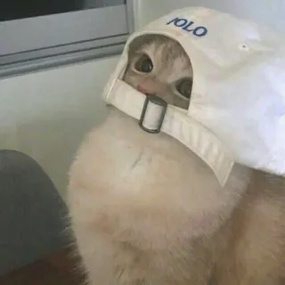😶 POLO kot, kapelusz, polo, zwierzę, zwierzak, słodki telegram sticker